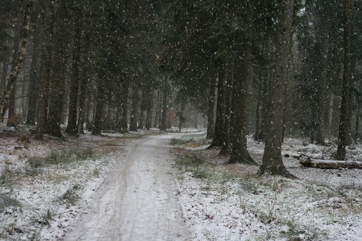december 2010: sneeuw3..jpg