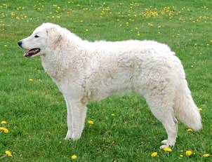 Kuvasz